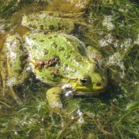 Marsh Frog